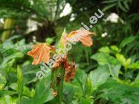 Crossandra infundibuliformis (L.) Nees (Justicia infundibuliformis L., Crossandra nutans Vight ex Nees, Ruellia)