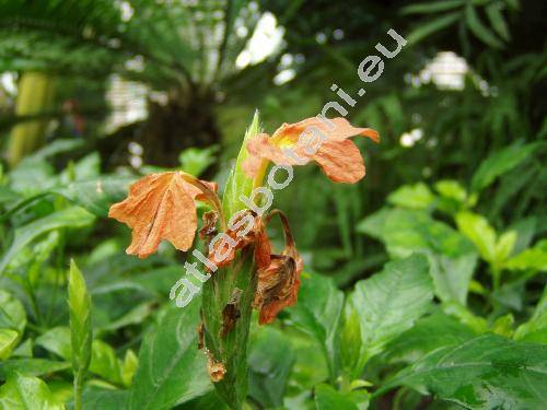 Crossandra infundibuliformis (L.) Nees (Justicia infundibuliformis L., Crossandra nutans Vight ex Nees, Ruellia)