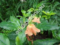 Crossandra infundibuliformis (L.) Nees (Justicia infundibuliformis L., Crossandra nutans Vight ex Nees, Ruellia)