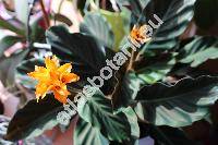 Calathea crocata 'Tassmania' (Calathea crocata Morr. et Jor., Maranta)