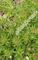 Teucrium montanum L. (Teucrium supinum L., Chamaedrys montanum (L.) Raf.)