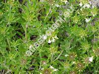 Teucrium montanum L. (Teucrium supinum L., Chamaedrys montanum (L.) Raf.)