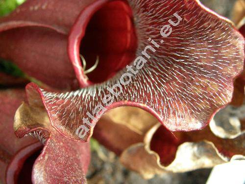 Sarracenia purpurea L.