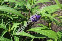 Solanum laciniatum Ait. (Solanum aviculare var. laciniatum (Ait.) Dom.)