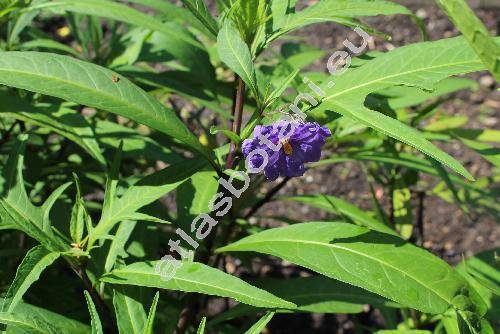 Solanum laciniatum Ait. (Solanum aviculare var. laciniatum (Ait.) Dom.)