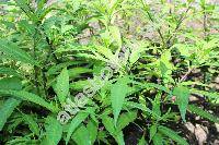 Solanum laciniatum Ait. (Solanum aviculare var. laciniatum (Ait.) Dom.)
