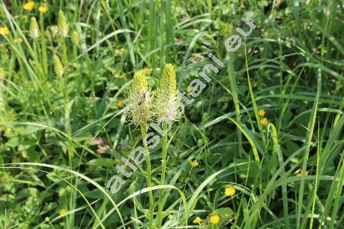 Phyteuma spicatum L. (Phyteuma betonicaefolium Schmidt, Phyteuma scorzoneraefolium)