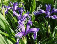Iris sintenisii Janka (Iris graminea subsp. sintenisii (Janka) Richt., Xyridion)