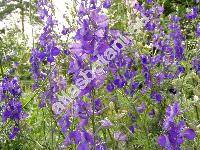 Consolida ajacis (L.) Schur. (Delphinium ajacis, Consolida ambigua  (L.) Ball et Heywood, Delphinium ambiguum L.)