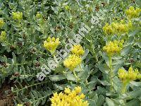 Rhodiola rosea L. (Sedum roseum L.)