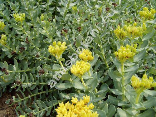 Rhodiola rosea L. (Sedum roseum L.)