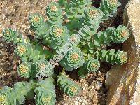 Rhodiola rosea L. (Sedum roseum L.)