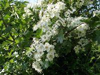 Crataegus monogyna Jacq. (Crataegus apiifolia Med., Mespilus monogyna (Jacq.) All.)