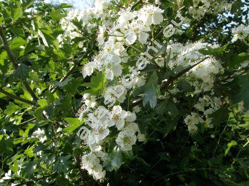 Crataegus monogyna Jacq. (Crataegus apiifolia Med., Mespilus monogyna (Jacq.) All.)