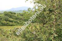 Crataegus monogyna Jacq. (Crataegus apiifolia Med., Mespilus monogyna (Jacq.) All.)