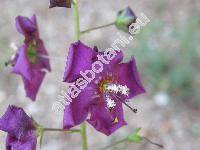 Verbascum phoeniceum L. (Thapsus phoeniceus (L.) Rafin.)