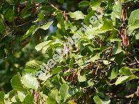 Alnus glutinosa (L.) Gaertn. (Betula alnus, Betula glutinosa, Alnus vulgaris)
