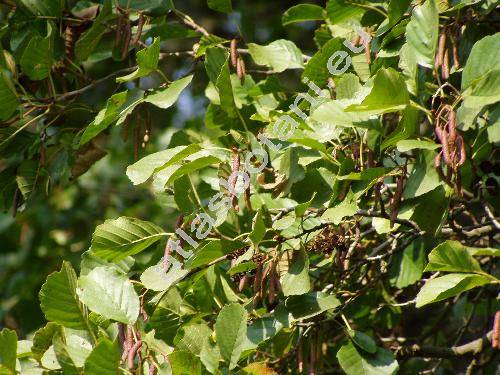 Alnus glutinosa (L.) Gaertn. (Betula alnus, Betula glutinosa, Alnus vulgaris)