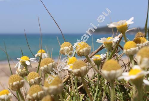 Anthemis cretica L. (Anthemis cretica agg.)