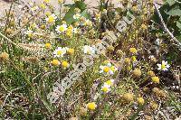 Anthemis cretica L. (Anthemis cretica agg.)