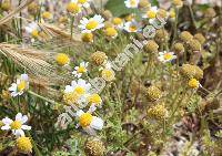 Anthemis cretica L. (Anthemis cretica agg.)