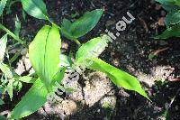 Curcuma longa L.