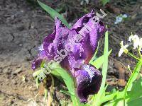 Iris pumila L. (Iris pumila subsp. pumila)