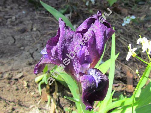 Iris pumila L. (Iris pumila subsp. pumila)