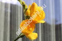 Freesia x hybrida