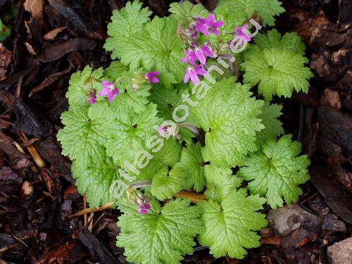 Cortusa matthioli L. (Primula matthioli (L.) Richt.)