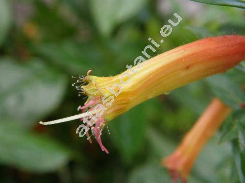 Cuphea micropetala Kunth (Parsonia micropetala (Kunth) Hichc., Cuphea jorullensis Kunth nom. illeg.)