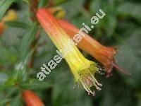 Cuphea micropetala Kunth (Parsonia micropetala (Kunth) Hichc., Cuphea jorullensis Kunth nom. illeg.)