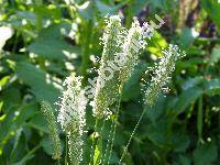 Phleum pratense L.