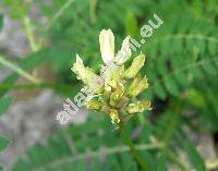 Astragalus cicer L.