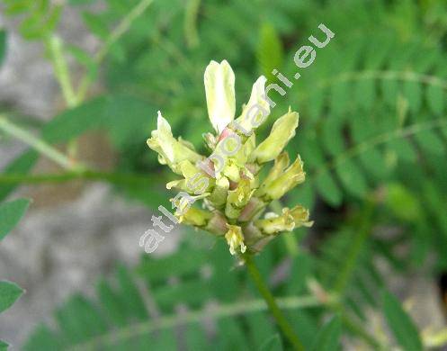 Astragalus cicer L.