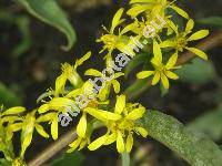 Solidago virgaurea L. (Solidago vulgaris Mill., Solidago virgaurea subsp. virgaurea, Aster virgaurea (L.) Kuntze, Doria virgaurea Scop,)