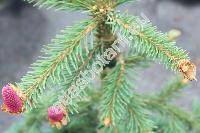 Picea abies (L.) Karst. (Picea excelsa Link, Pinus abies L.)