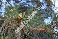 Pinus ponderosa Dougl. et C. Lawson