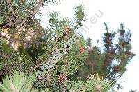 Pinus rotundata Link (Pinus uncinata var. rotundata, Pinus rotundata auct., Pinus uliginosa Neum., Pinus mugo subsp. rotundata)