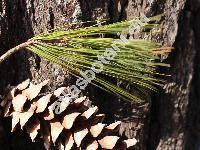 Pinus wallichiana Jack. (Pinus excelsa Wall., Pinus griffithii Mc Clell., Pinus nepalensis Chamb.)