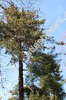 Pinus wallichiana Jack. (Pinus excelsa Wall., Pinus griffithii Mc Clell., Pinus nepalensis Chamb.)