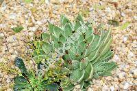 Echeveria agavoides Lem. (Urbinia agavoides (Lem.) Rose)