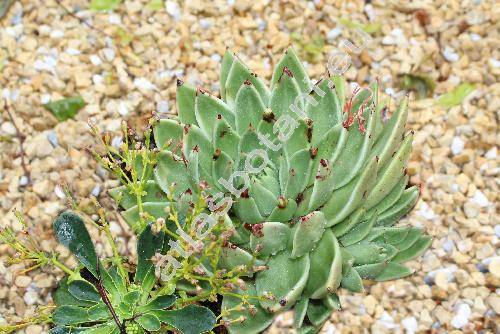 Echeveria agavoides Lem. (Urbinia agavoides (Lem.) Rose)