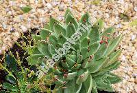 Echeveria agavoides Lem. (Urbinia agavoides (Lem.) Rose)