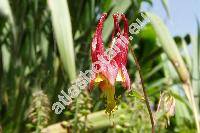 Aquilegia canadensis 'Little Lanterns'