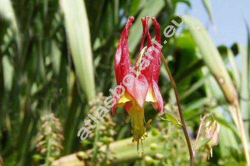 Aquilegia canadensis 'Little Lanterns'