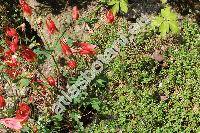 Aquilegia canadensis 'Little Lanterns'