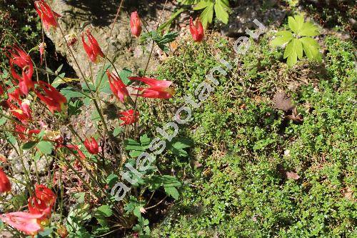 Aquilegia canadensis 'Little Lanterns'
