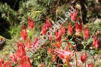 Aquilegia canadensis 'Little Lanterns'