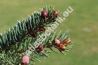 Picea glauca (Moench) Voss (Pinus glauca Moench, Picea albertiana Brown, Picea canadensis (Michx.) Link.)